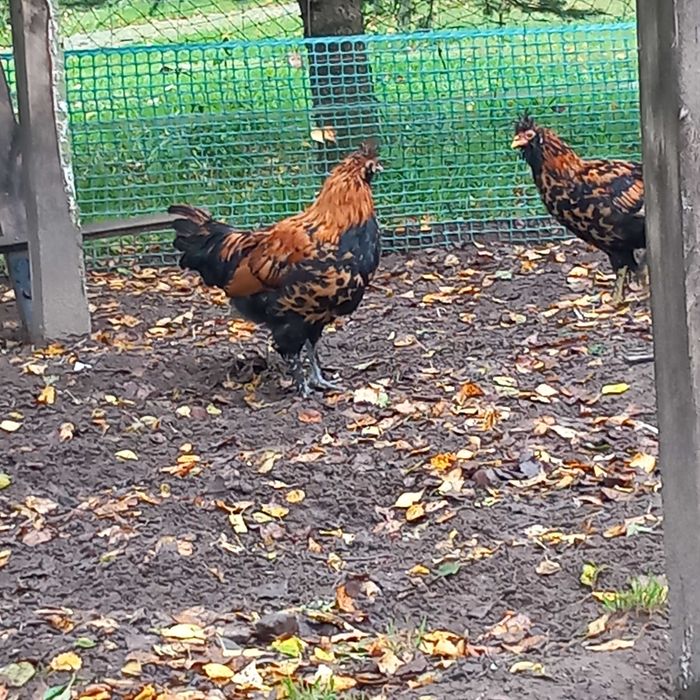 Kogut rasy pawłowskiej