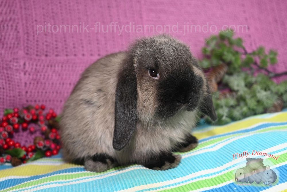 Коричневий мардер. Висловухий кролик рідкісного забарвлення