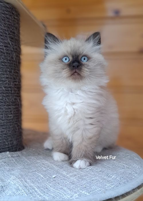 Neva masquerade kot kotka syberyjska colorpoint