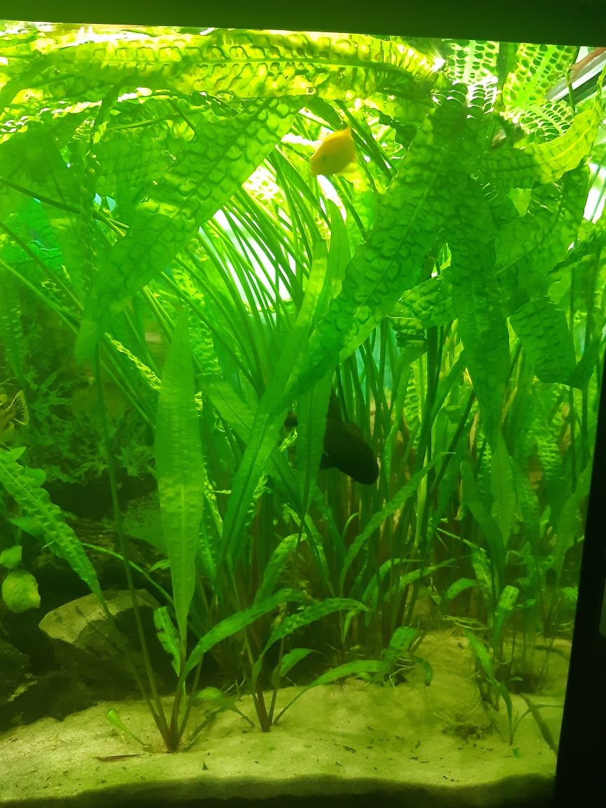 Cryptocoryne-roślina akwariowa