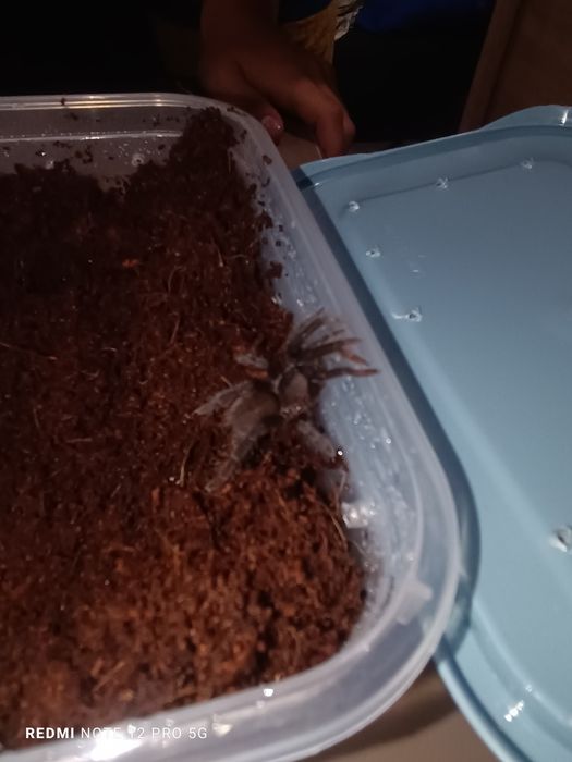 Hysterocrates gigas