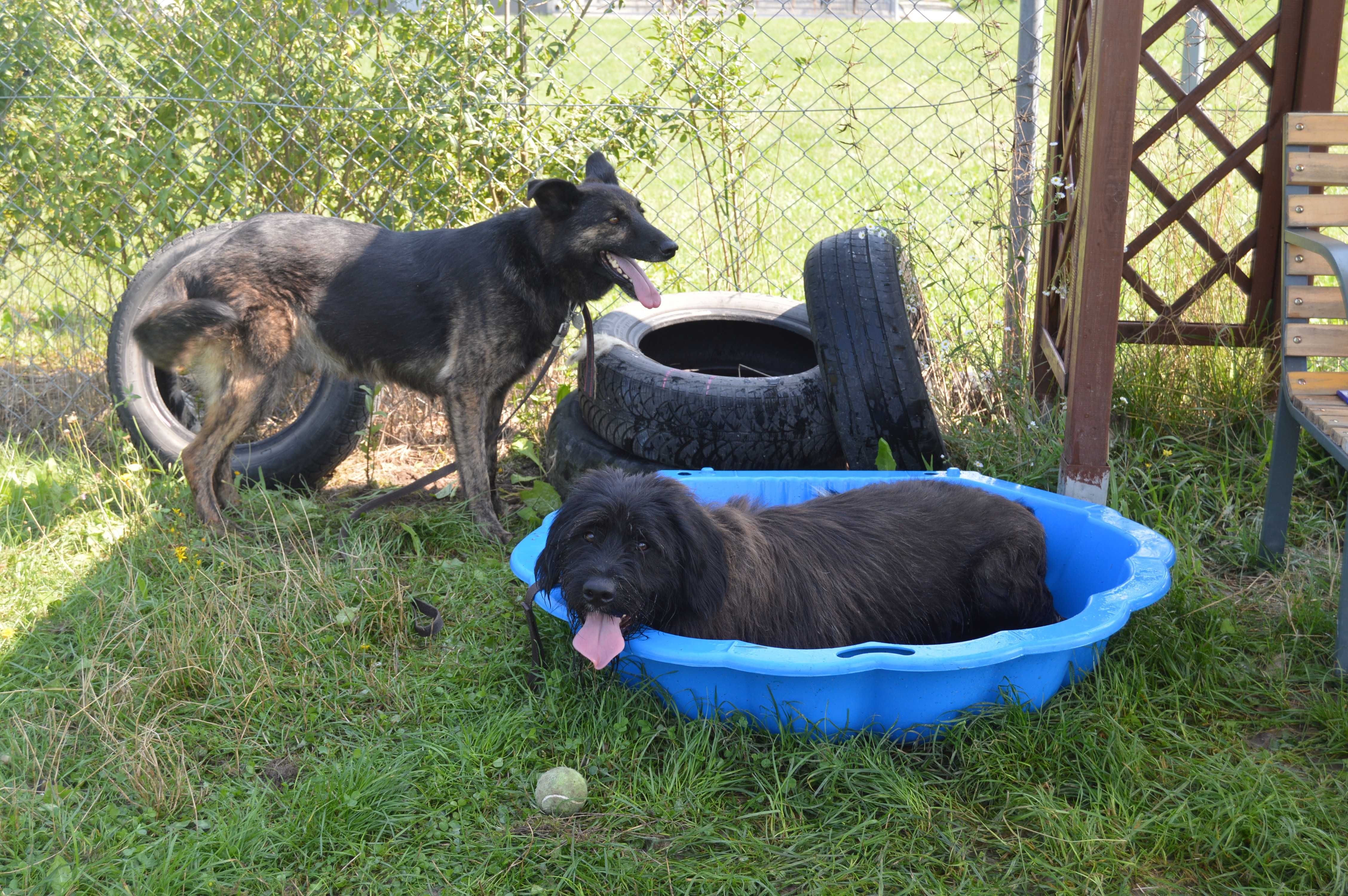 Piękny, szalony, grubiutki Rupert do adopcji!