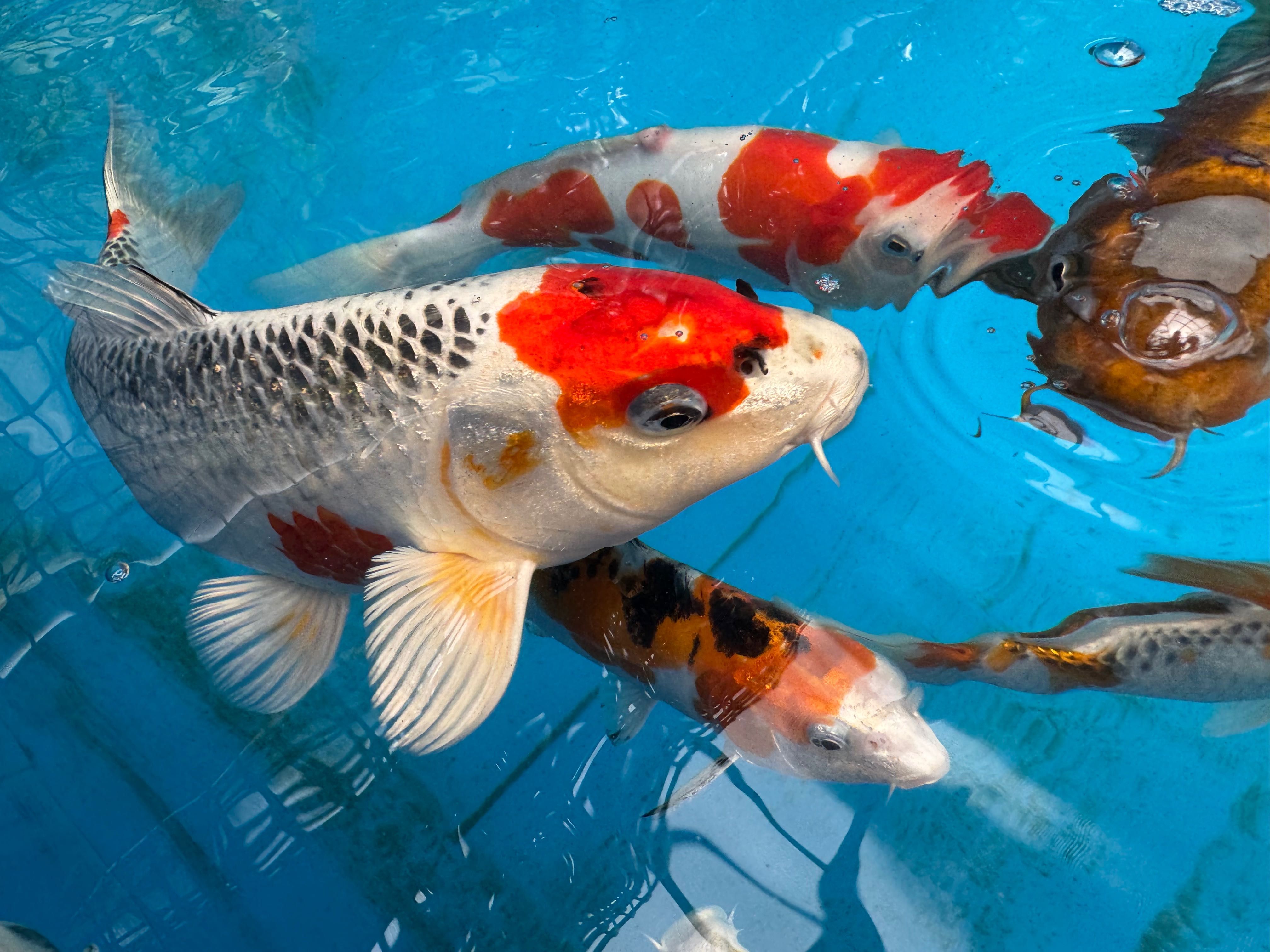 Karp KOI, oczko wodne
