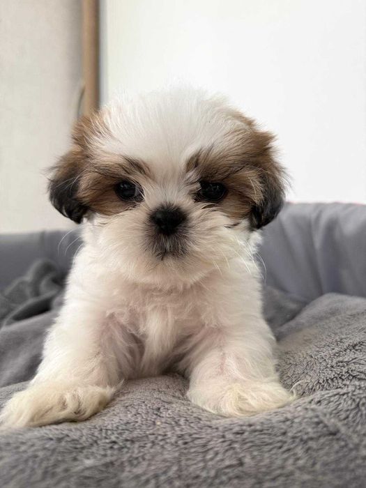 Shih-Tzu przystojny chłopiec