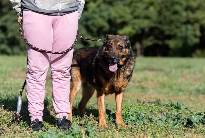 Bure psisko o imieniu WERON czeka na swojego człowieka!