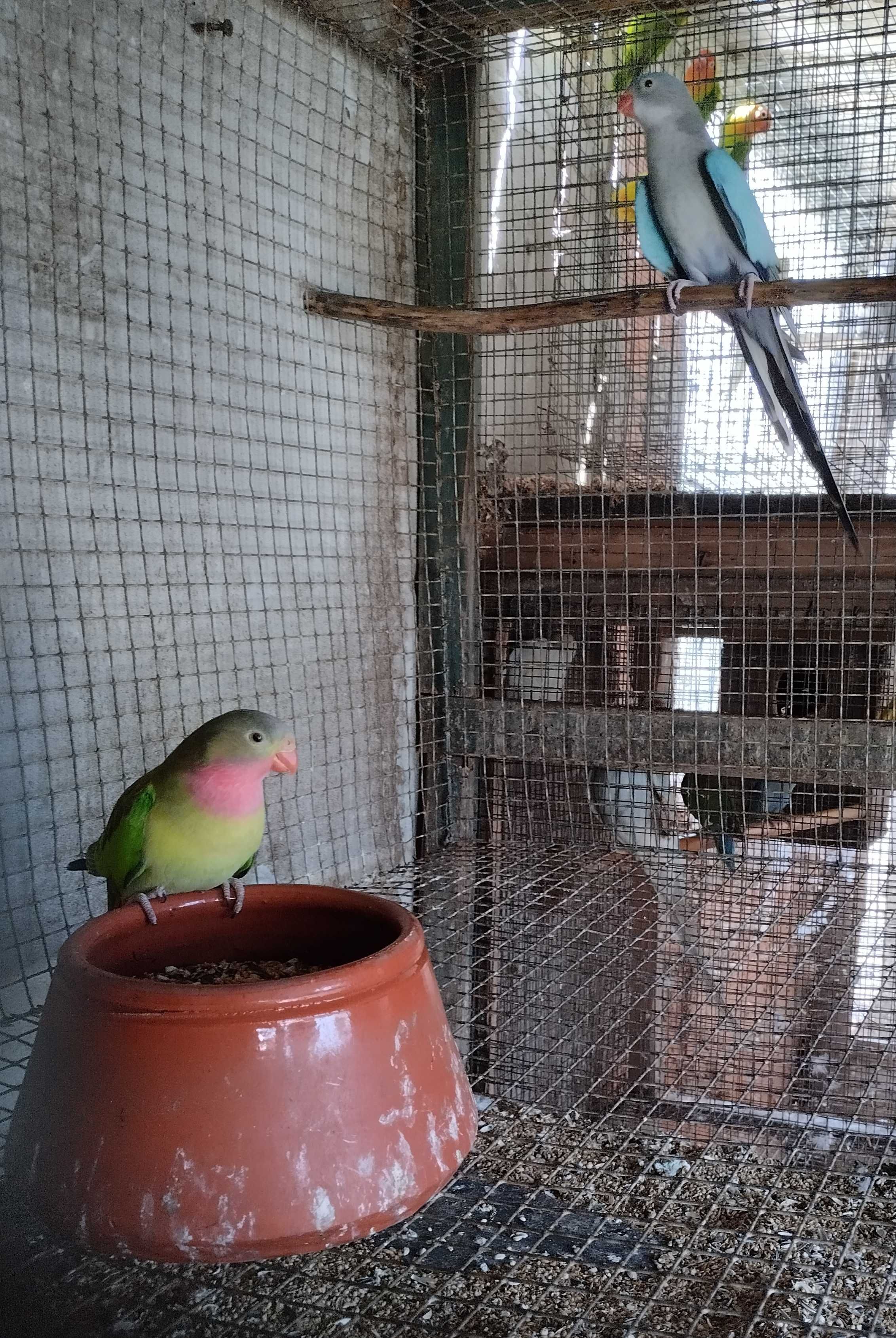 Várias aves adultas e novas