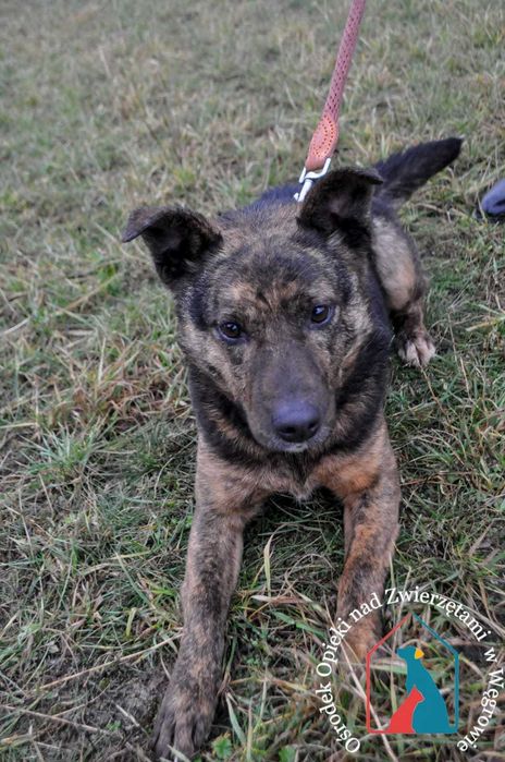 Bardzo dobra, mądra, kochana sunia czeka 5 lat na dom