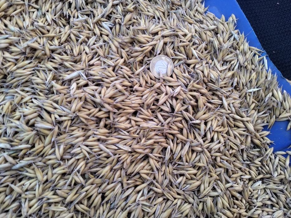 Sprzedam owies bingo