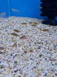Razbora galaxy /Danio margaritatus/ Microrasbora sp. Galaxy