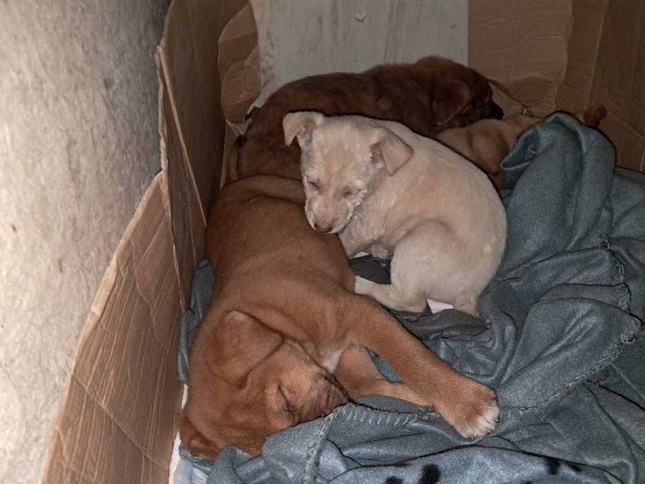 Bebés com cerca de 3 meses de idade para adoção responsável