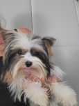 Sunia York Biewer XS