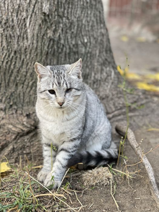 Кошеня (кішка, киця, дівчинка, котенок, кошка, девочка)