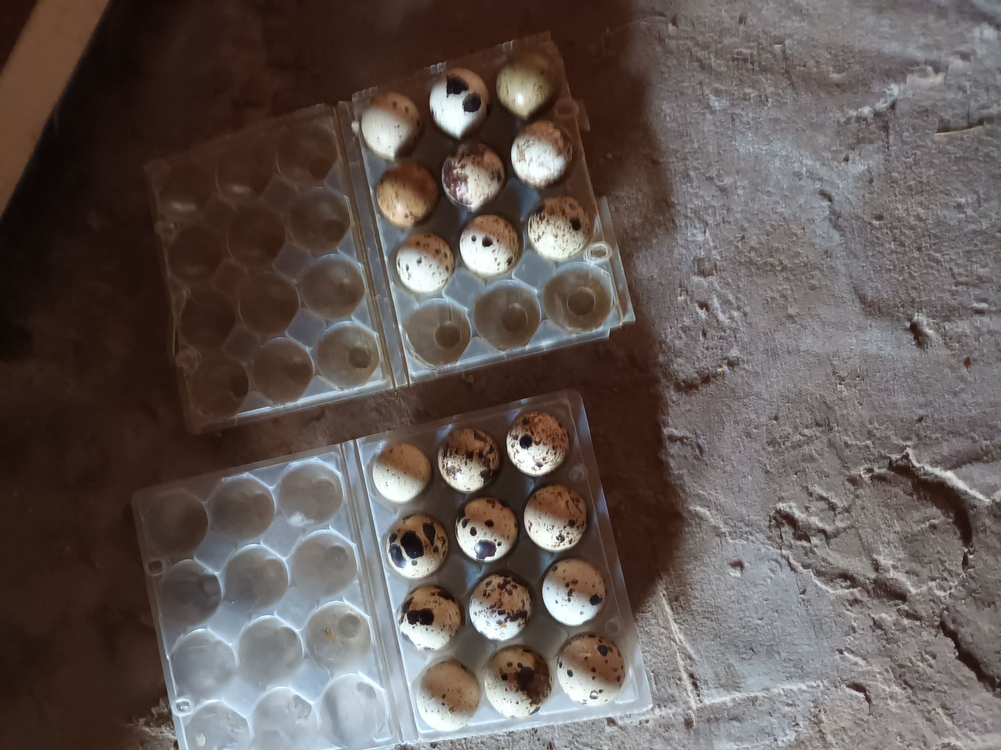 Ovos de codornizes