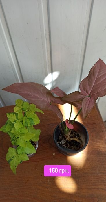 Продам гибискус,сансельверию,хою,сингониум