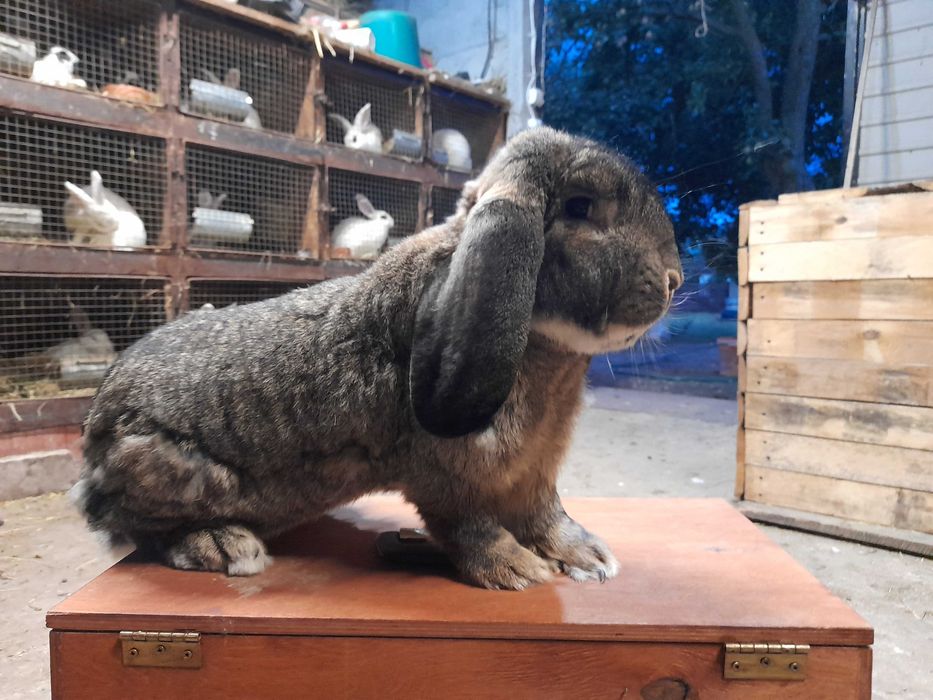 Francuski Baran wiedeński niebieski