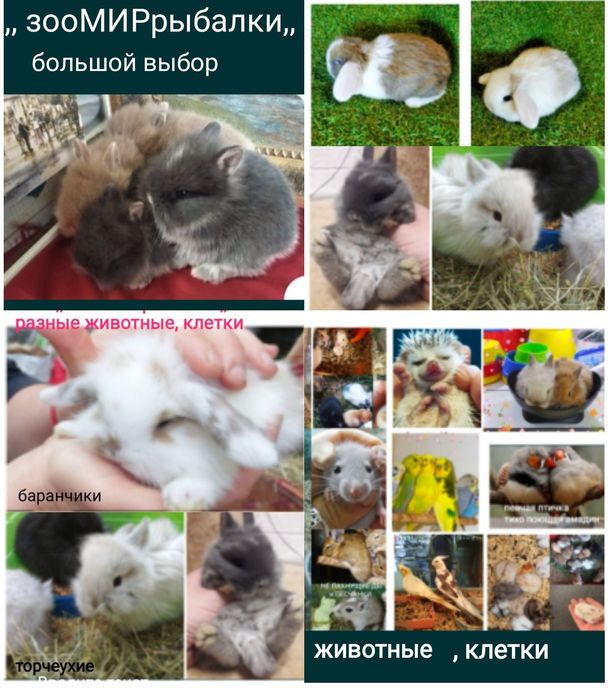 міні кролики декоративні незвичайно маленькі