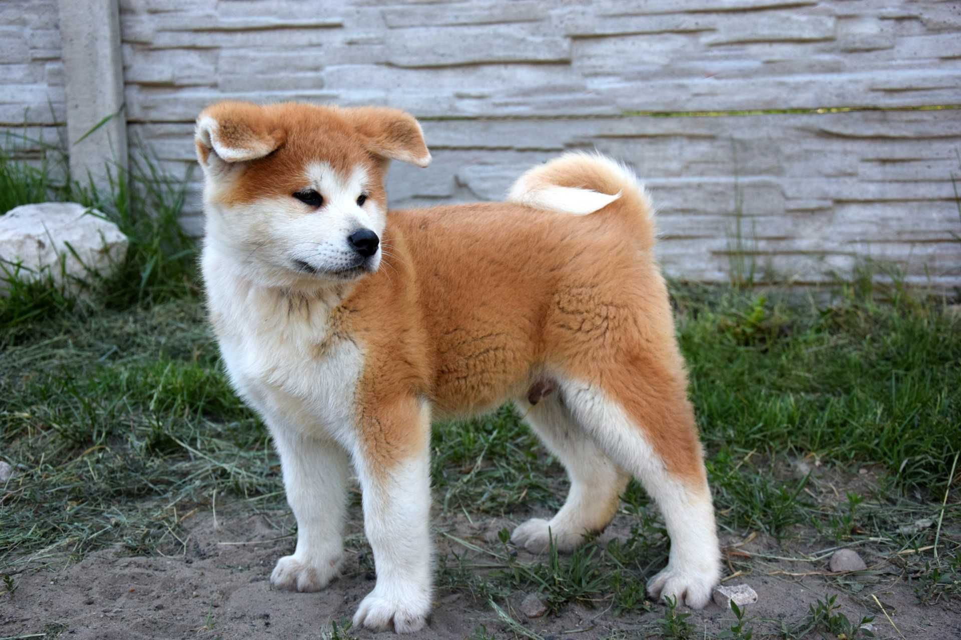 Akita INU Szczeniak