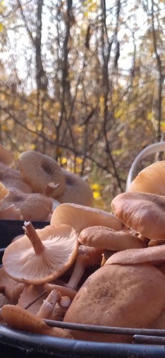 Продам гриби опеньки свіжозбирані