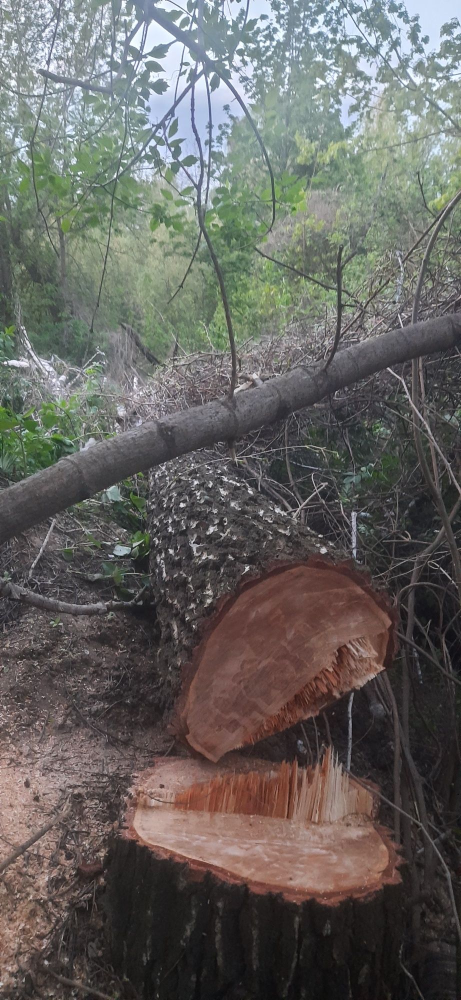 Зрізати дерево обрезка веток обрезка спил деревьев корчевание пьней