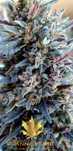 Topy Cannabis Sativa 10g PURPLE CBD CBG THC konopny Full spectrum