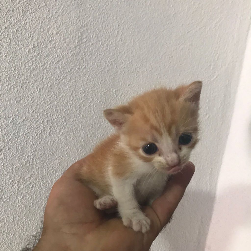 Gatinho bebe para adoção