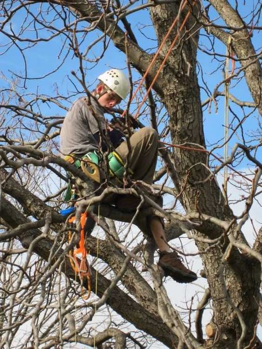Спилювання, покіс, видалення кущів - швидко та доступно. Розчищення.