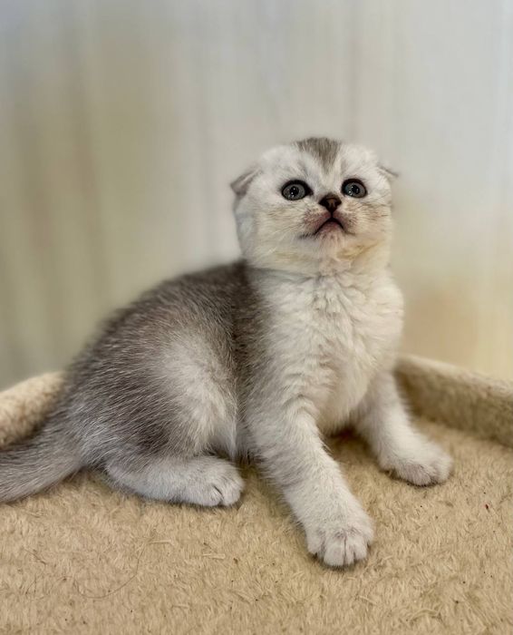 Висловуха кішечка