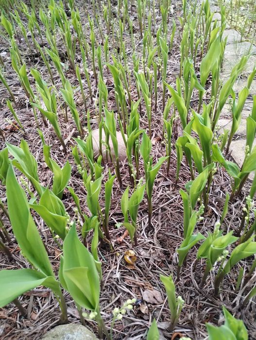 Konwalie kwitnące ogrodowe kłącza