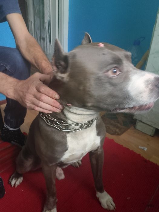 Ищем невесту нашему кобелю