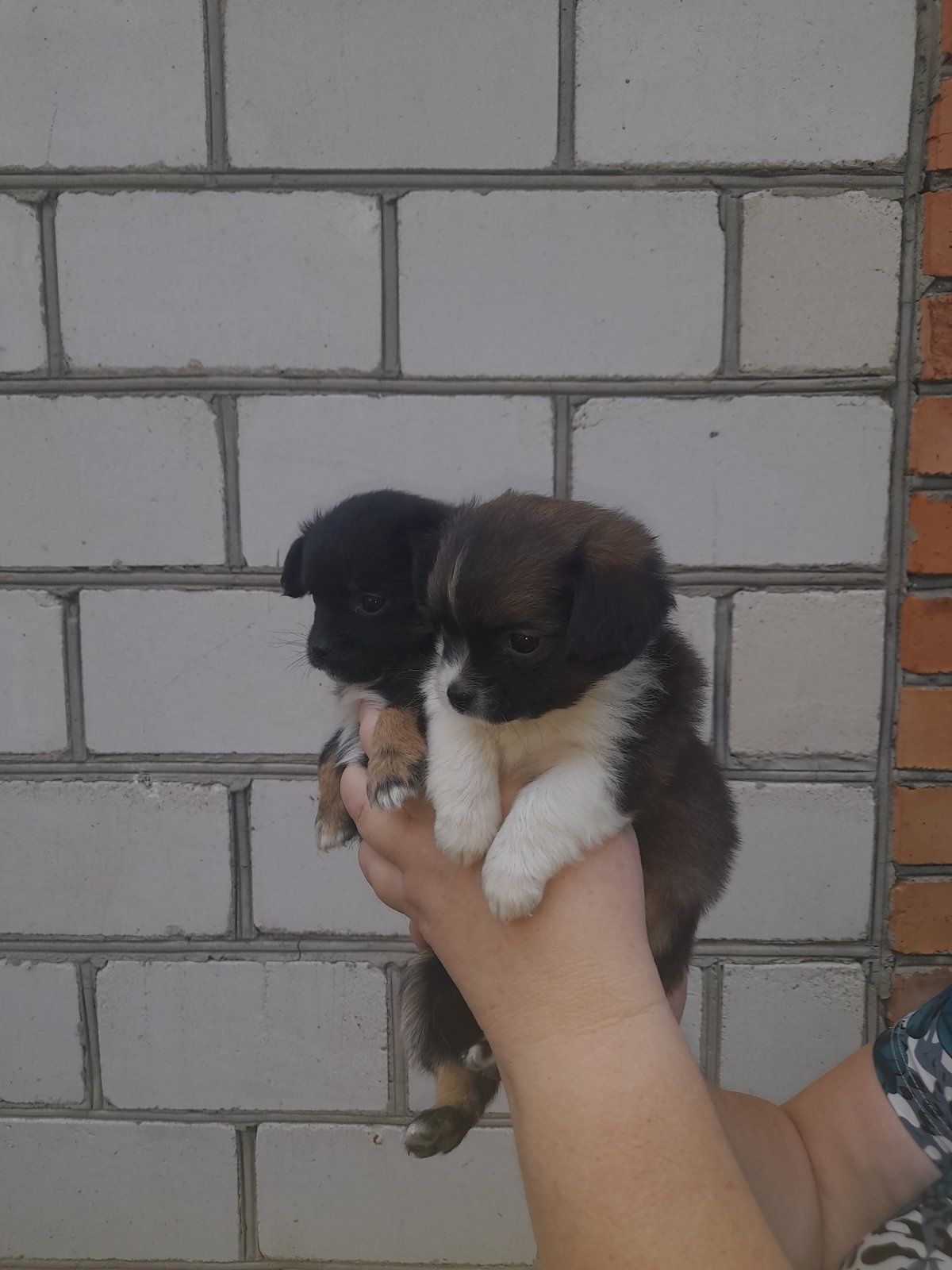 Продам пекінесів