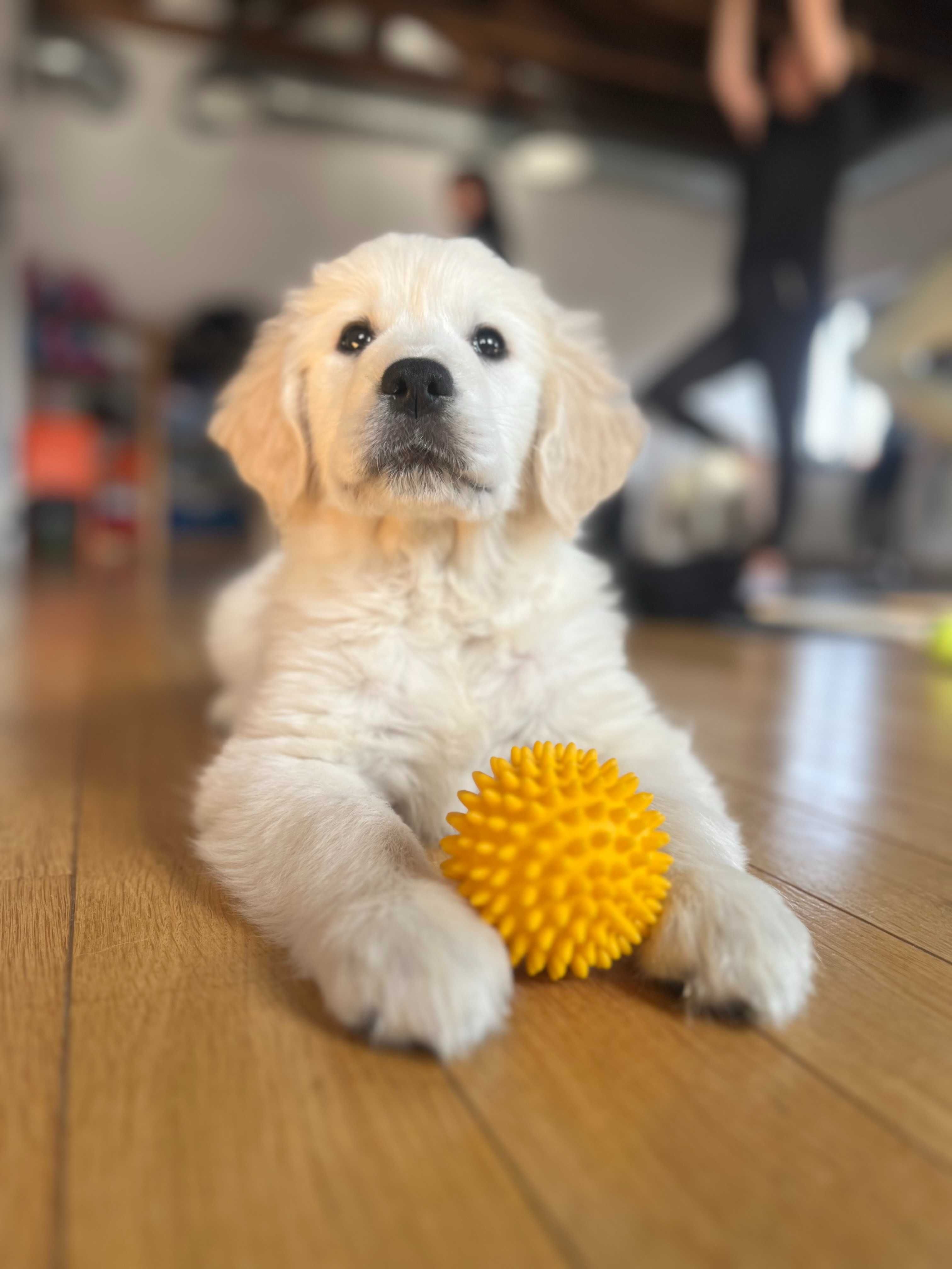 Prześliczny Golden Retriever