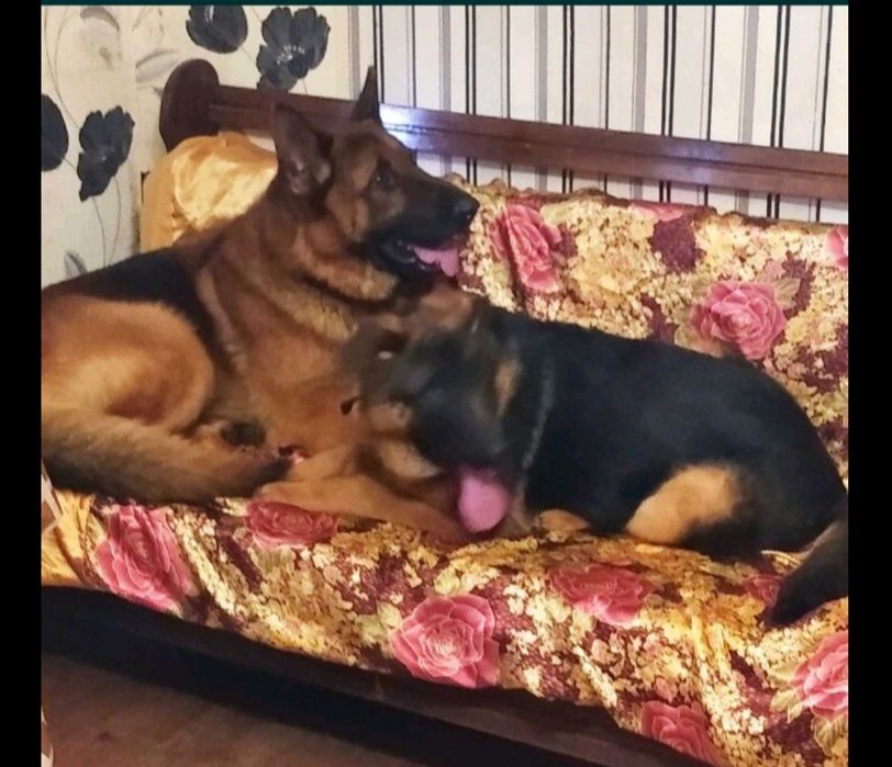 Роскошные крупные суки с родословной.