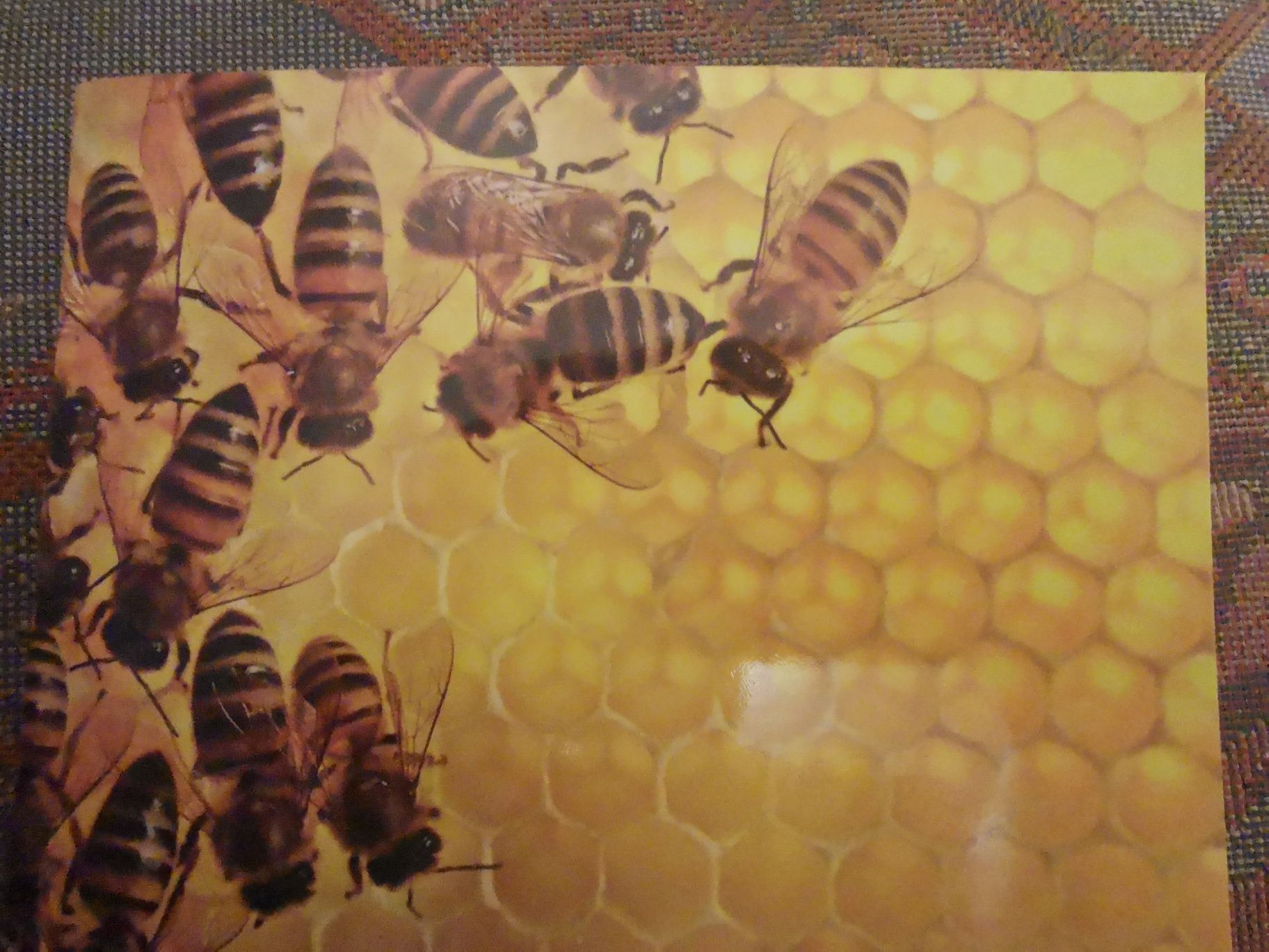 Paski dla pszczół