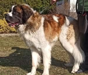 Bąbel do adopcji