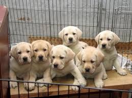 Белый лабрадор ретривер щеночек питомника есть доставка