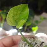Epipremnum jessenia