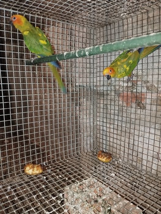 Aratingas para ceder