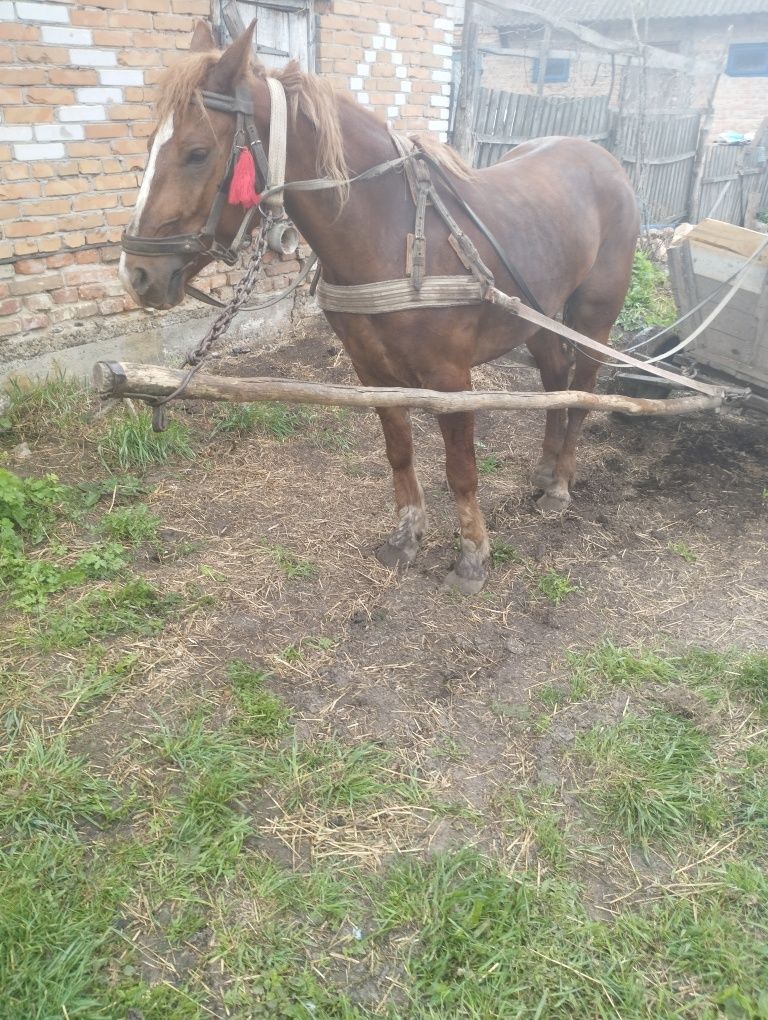 Продається молода кобила+ жеребна