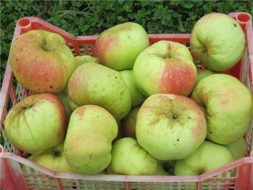 Домашні   яблука
