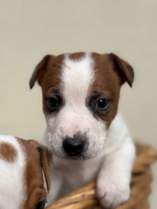 Jack Russell Terrier Piesek od #Smartie Jacks# wkrótce do odbioru