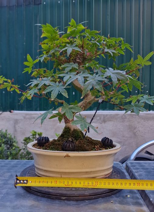 Bonsai Acer palmatum deshojo