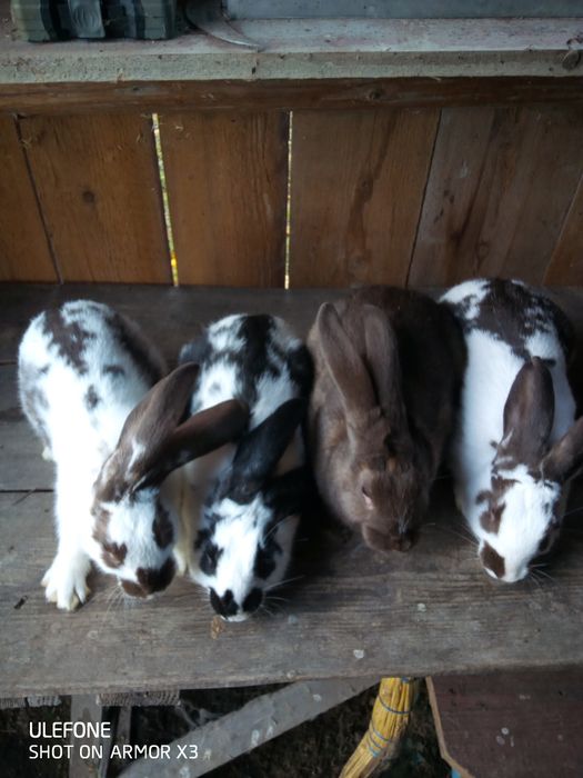 Кролики продаю кроликів