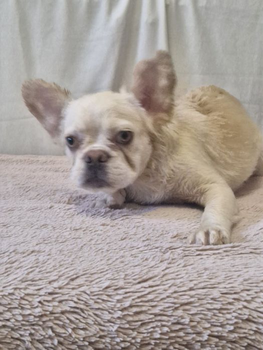 Французский бульдог Флаффи девочка