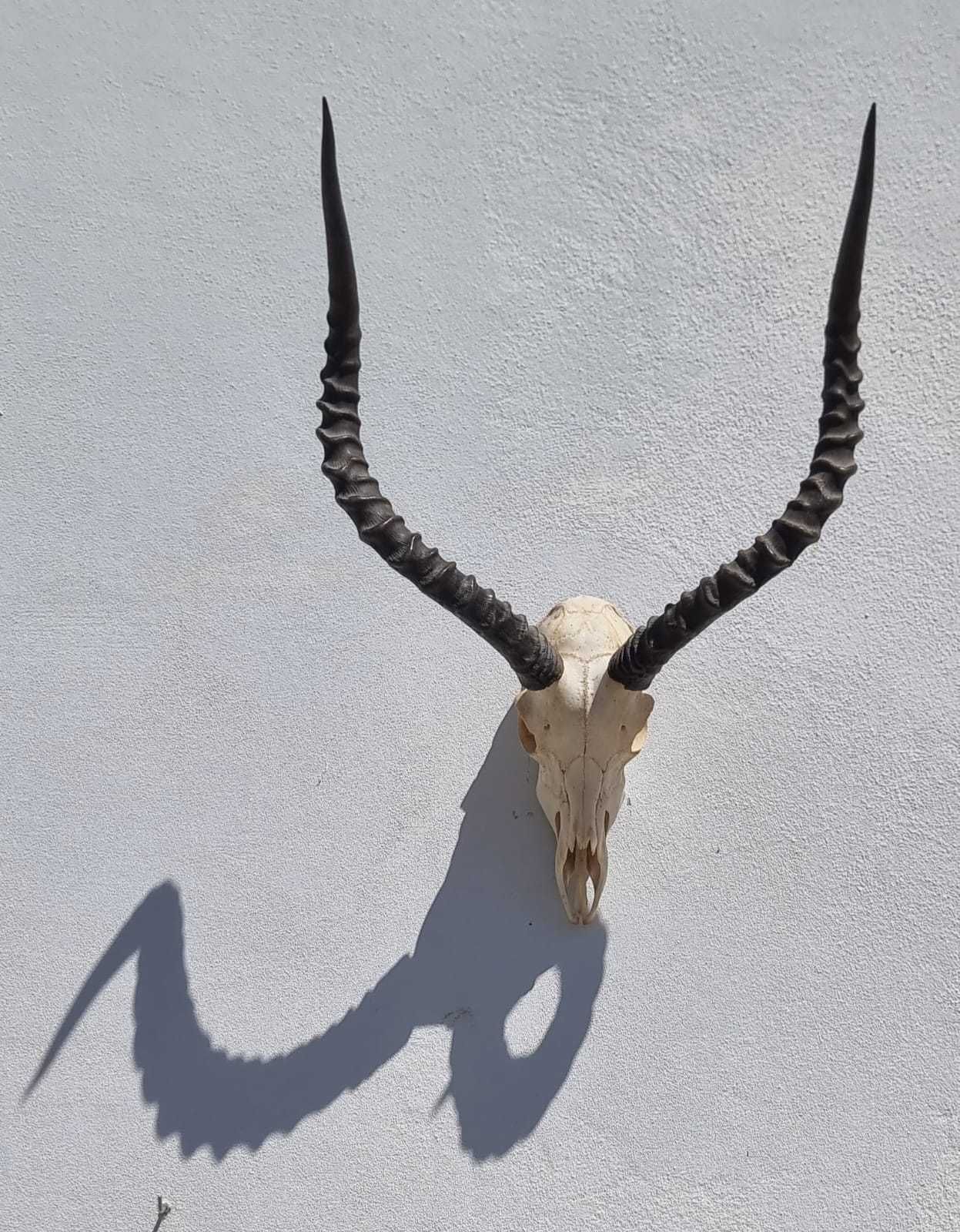 African horns for Sale