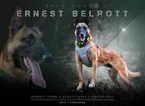 Owczarek belgijski malinois reproduktor