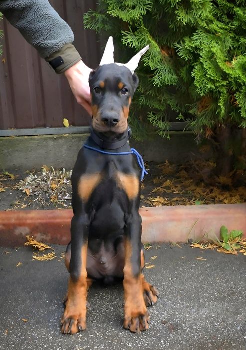 Щенок добермана, цуценята добермана, dobermann FCI, доберман продам