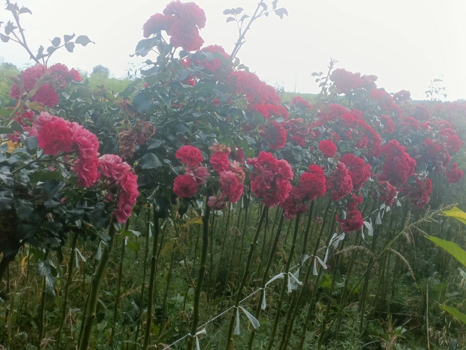 Róża pienną, szatamowa, kaskadowa, zwisajaca