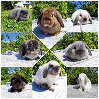 Mini lop rasowy metryka legalna hodowla królik miniaturka baranek