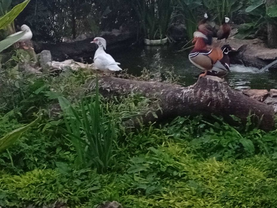 Vários patos para troca