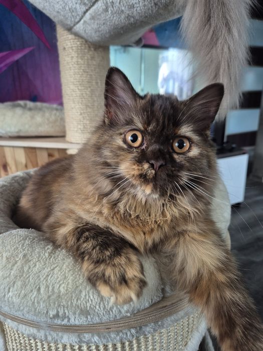 Kotka Brytyjska Długowłosa BLH Chilli IBSCC WCF